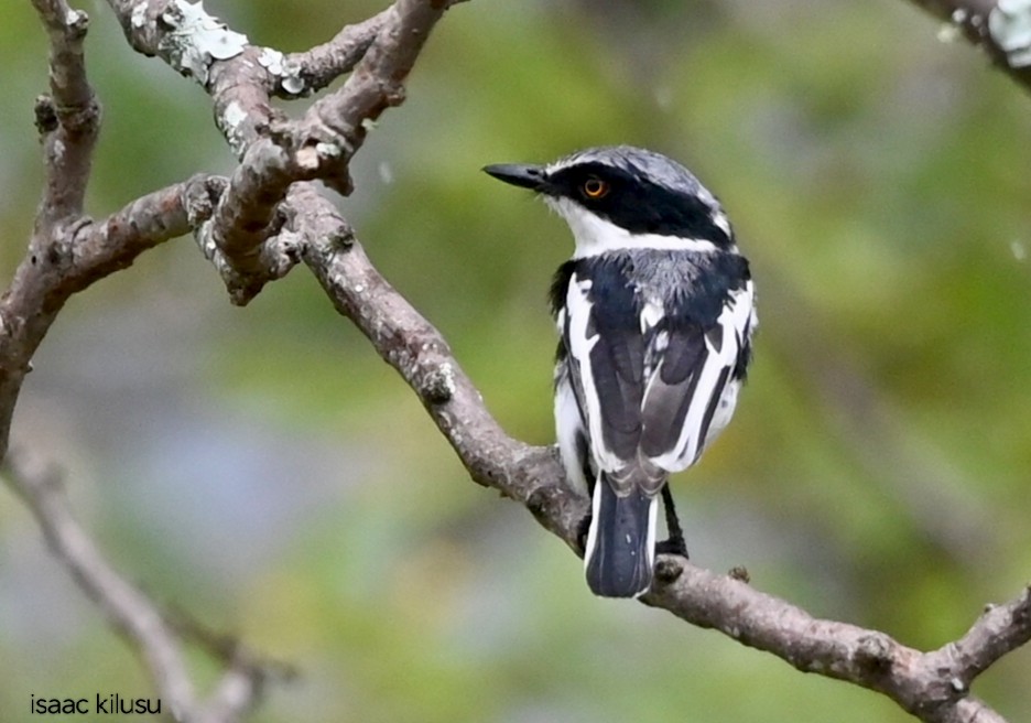 Pygmy Batis - ML635743619