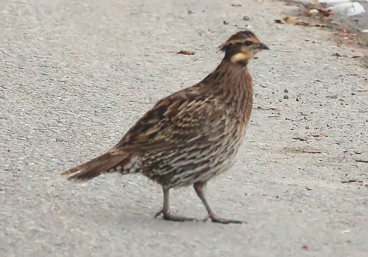 Koklass Pheasant - ML635743628