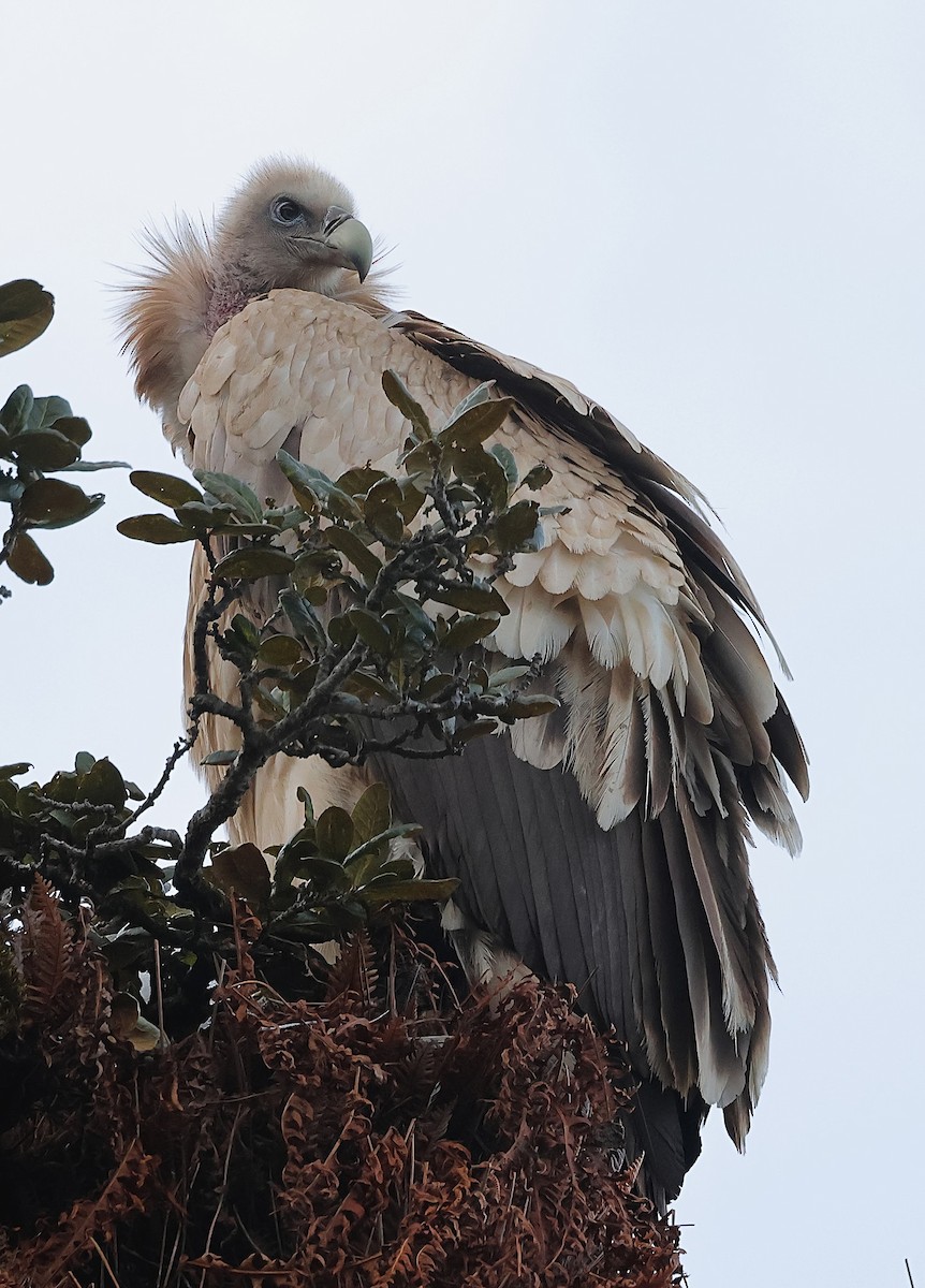 Himalayan Griffon - ML635743632