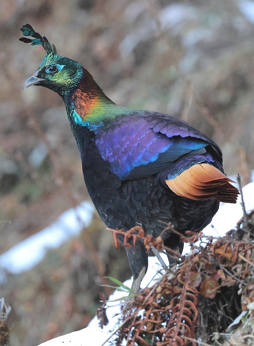 Himalayan Monal - ML635743655
