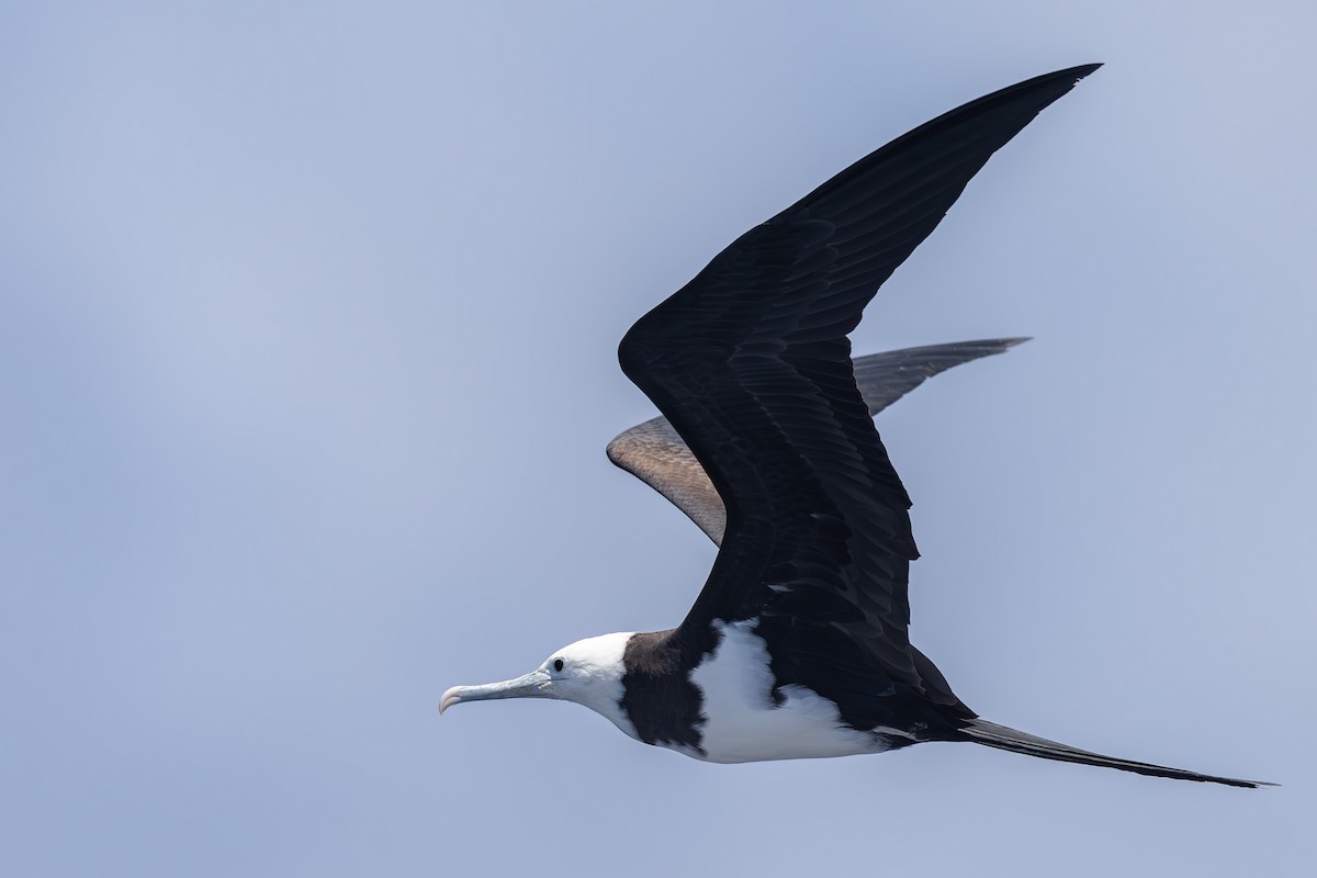 Ascension Frigatebird - ML635743713
