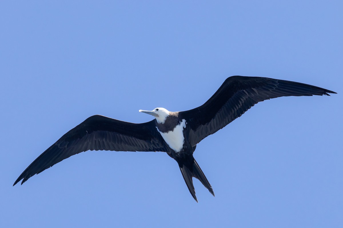 Ascension Frigatebird - ML635743714