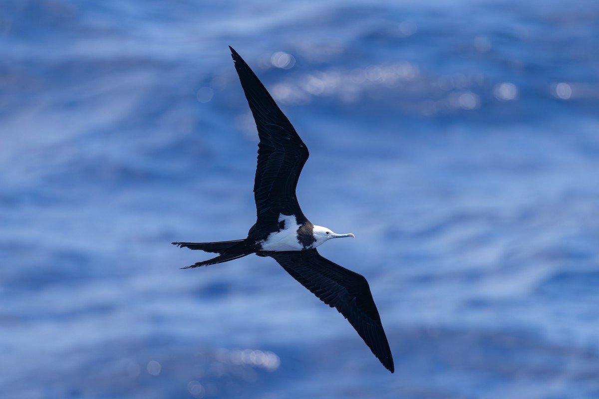 Ascension Frigatebird - ML635743716