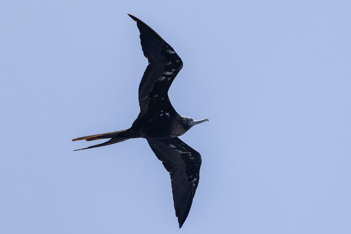 Ascension Frigatebird - ML635743717