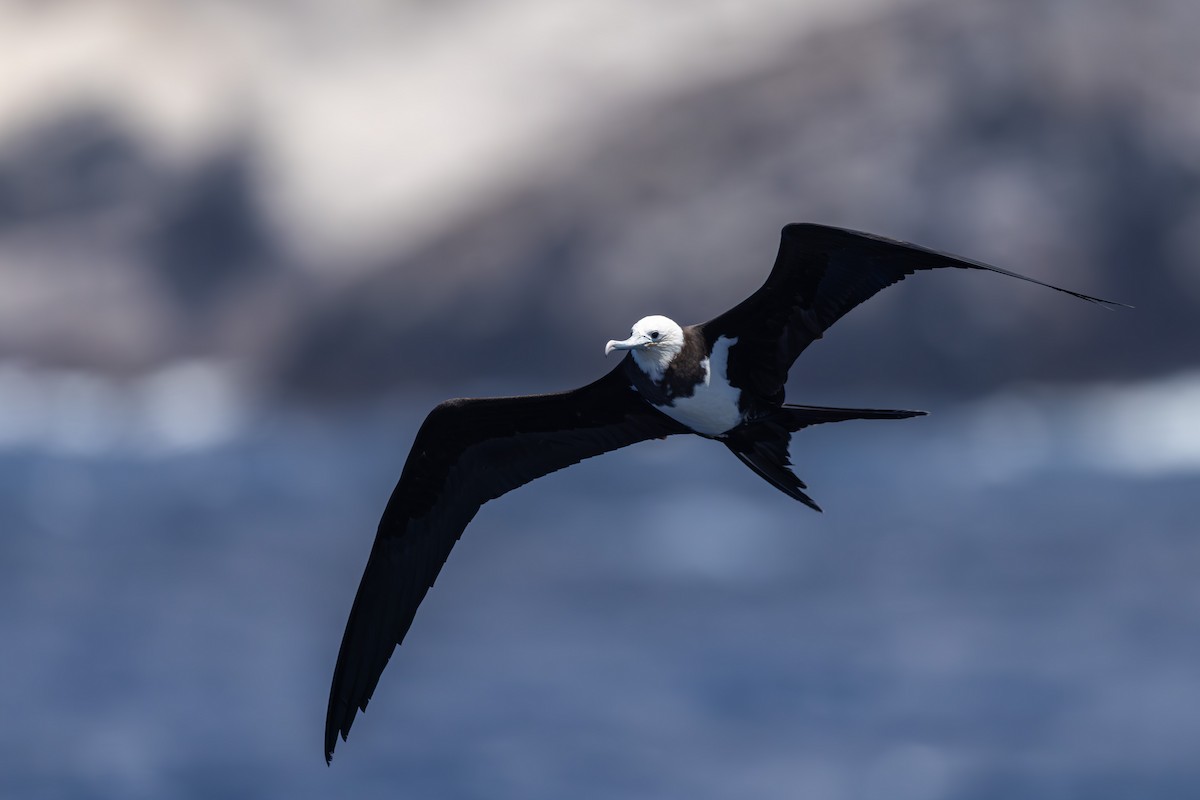 Ascension Frigatebird - ML635743718