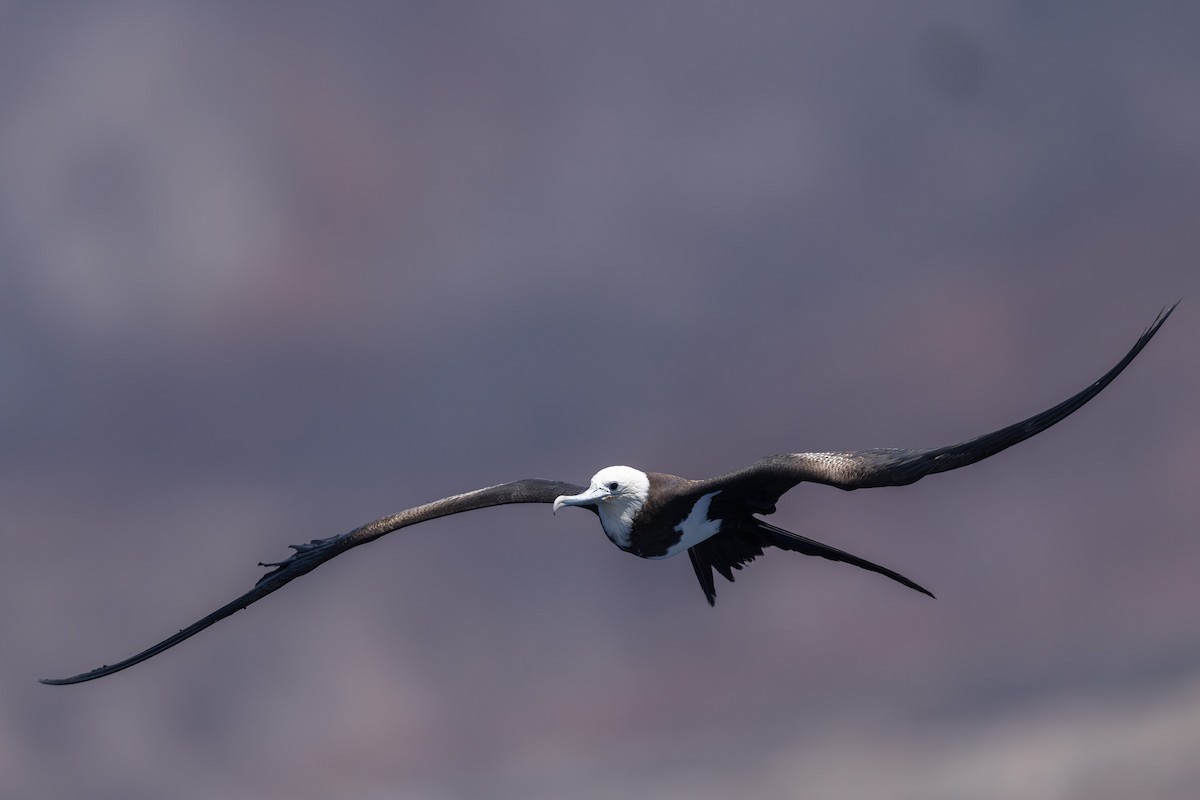 Ascension Frigatebird - ML635743719