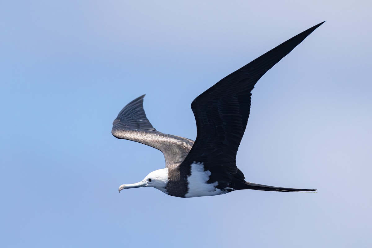 Ascension Frigatebird - ML635743721