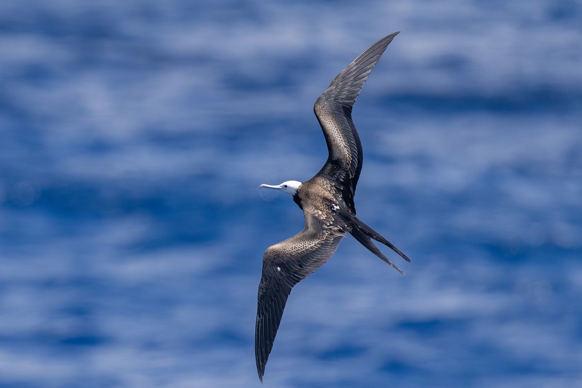 Ascension Frigatebird - ML635743722