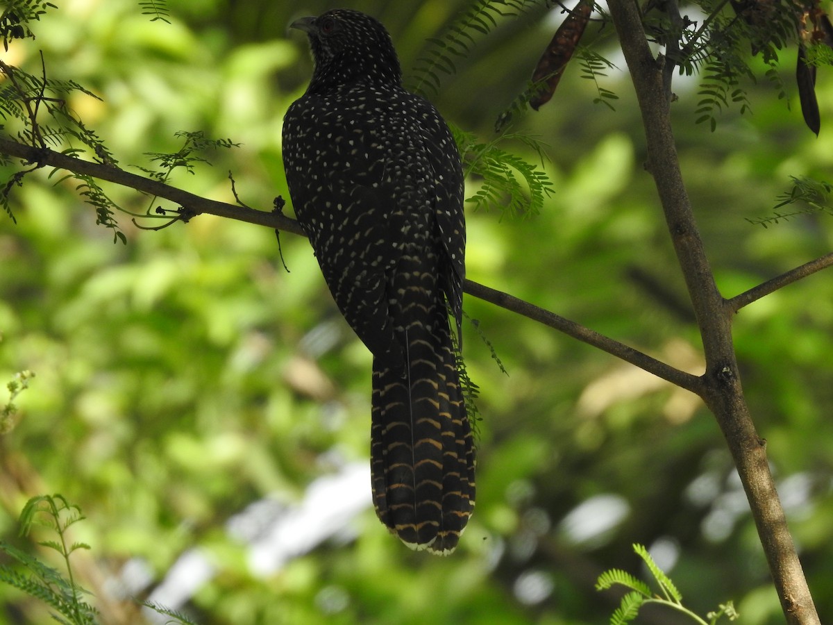 Asian Koel - ML635743734