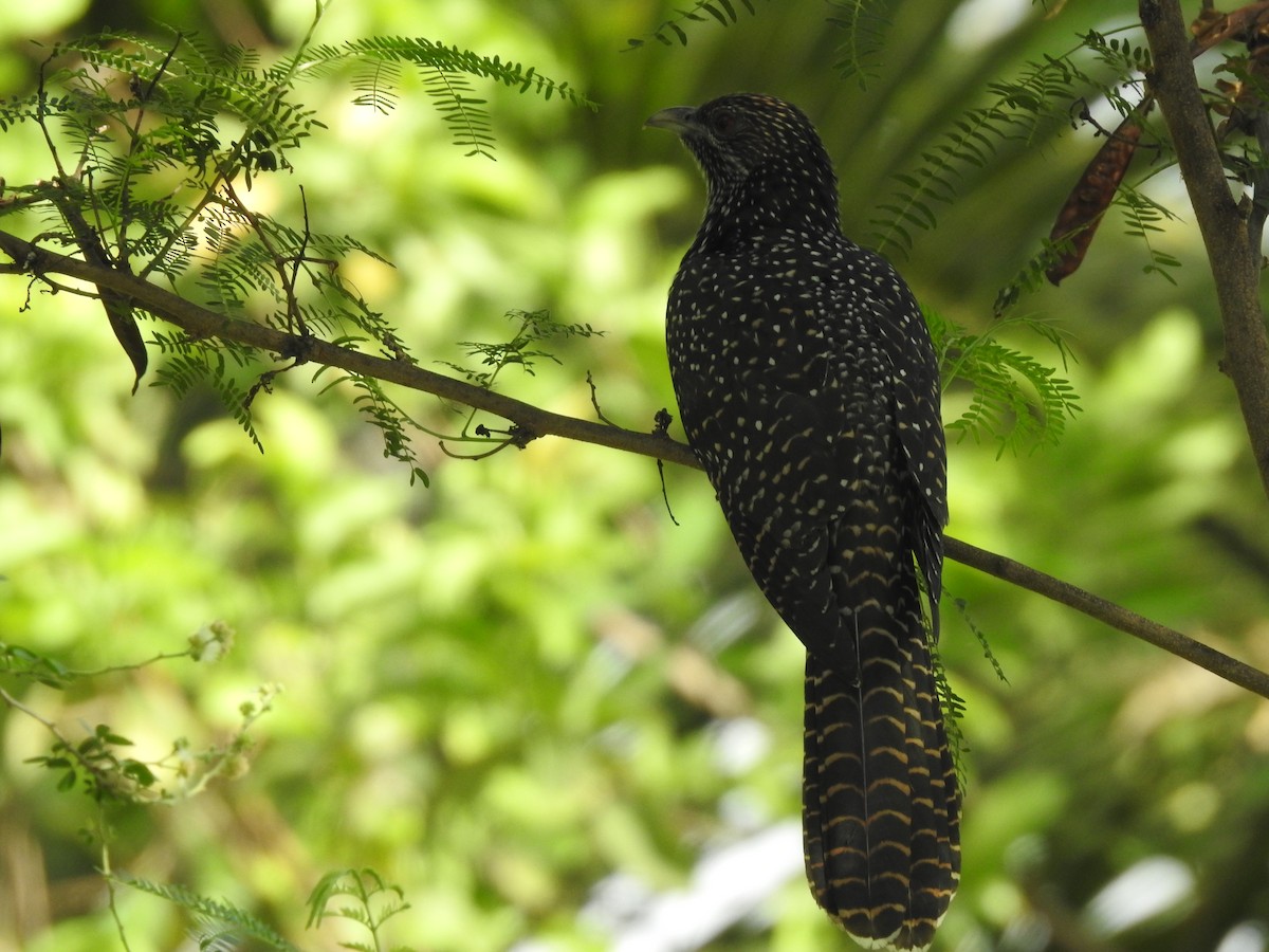 Asian Koel - ML635743735