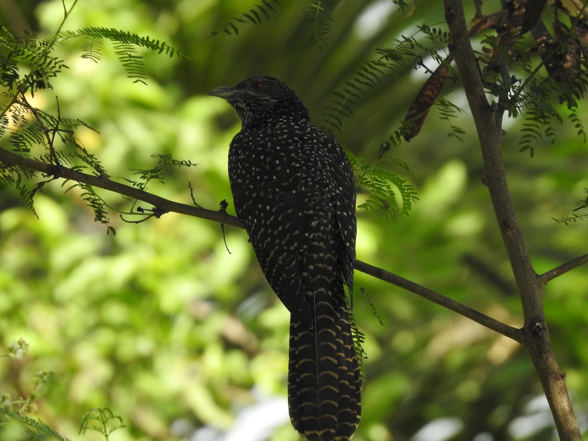 Asian Koel - ML635743736
