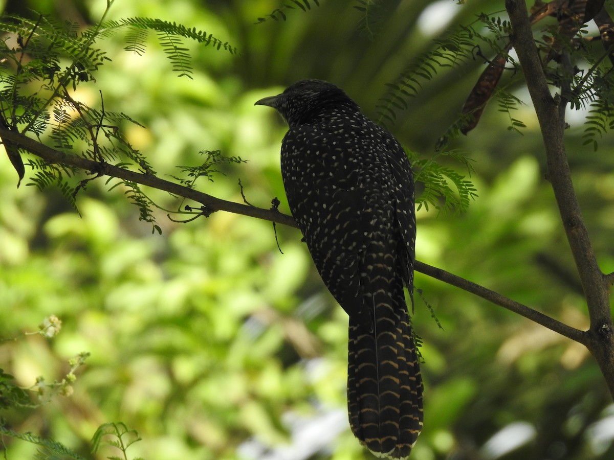 Asian Koel - ML635743737