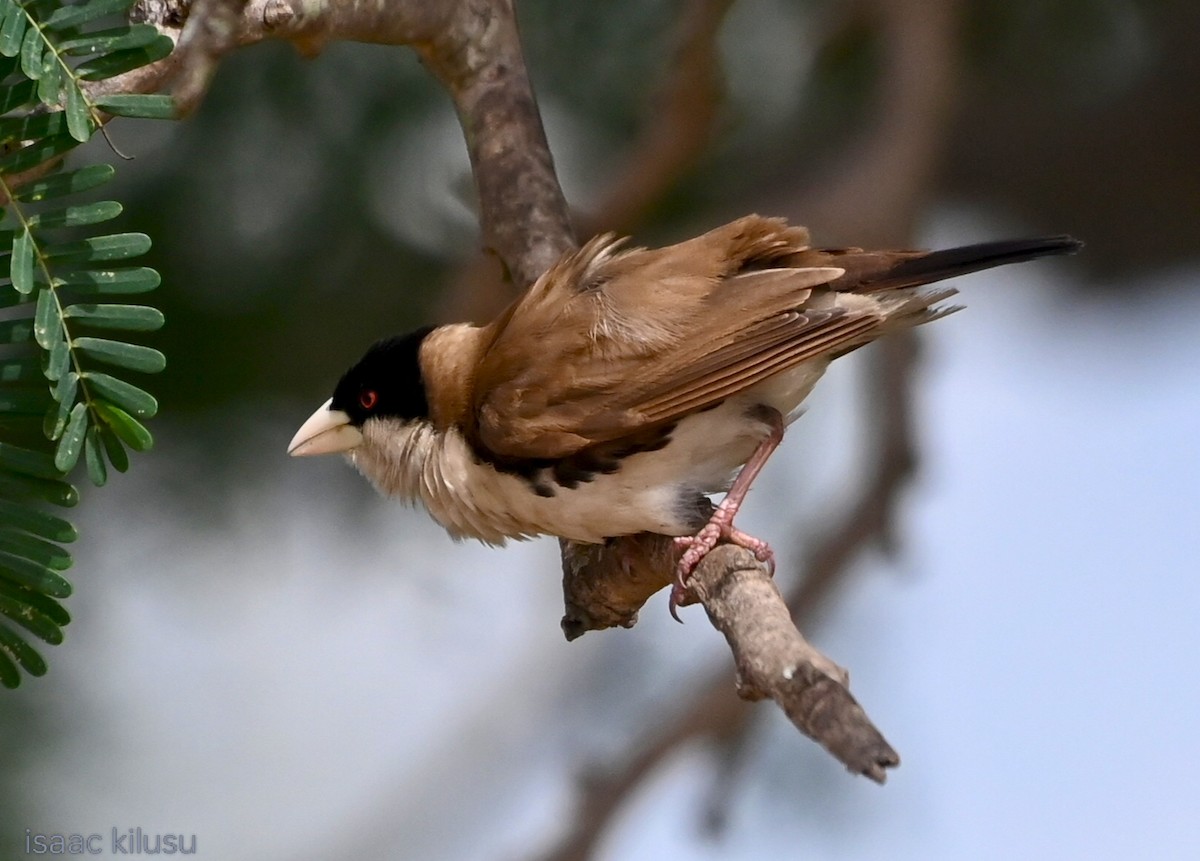 Black-capped Social-Weaver - ML635743741