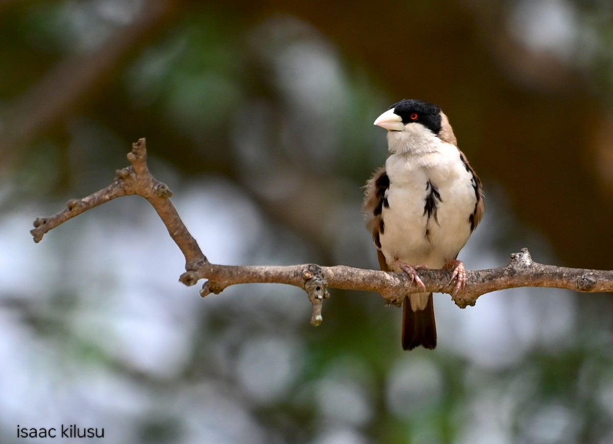 Black-capped Social-Weaver - ML635743742