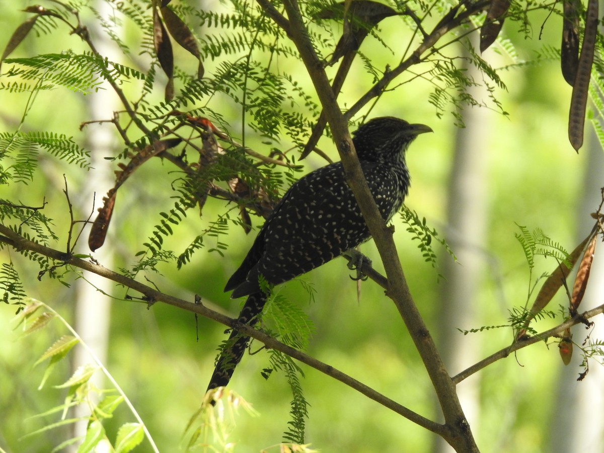 Asian Koel - ML635743748