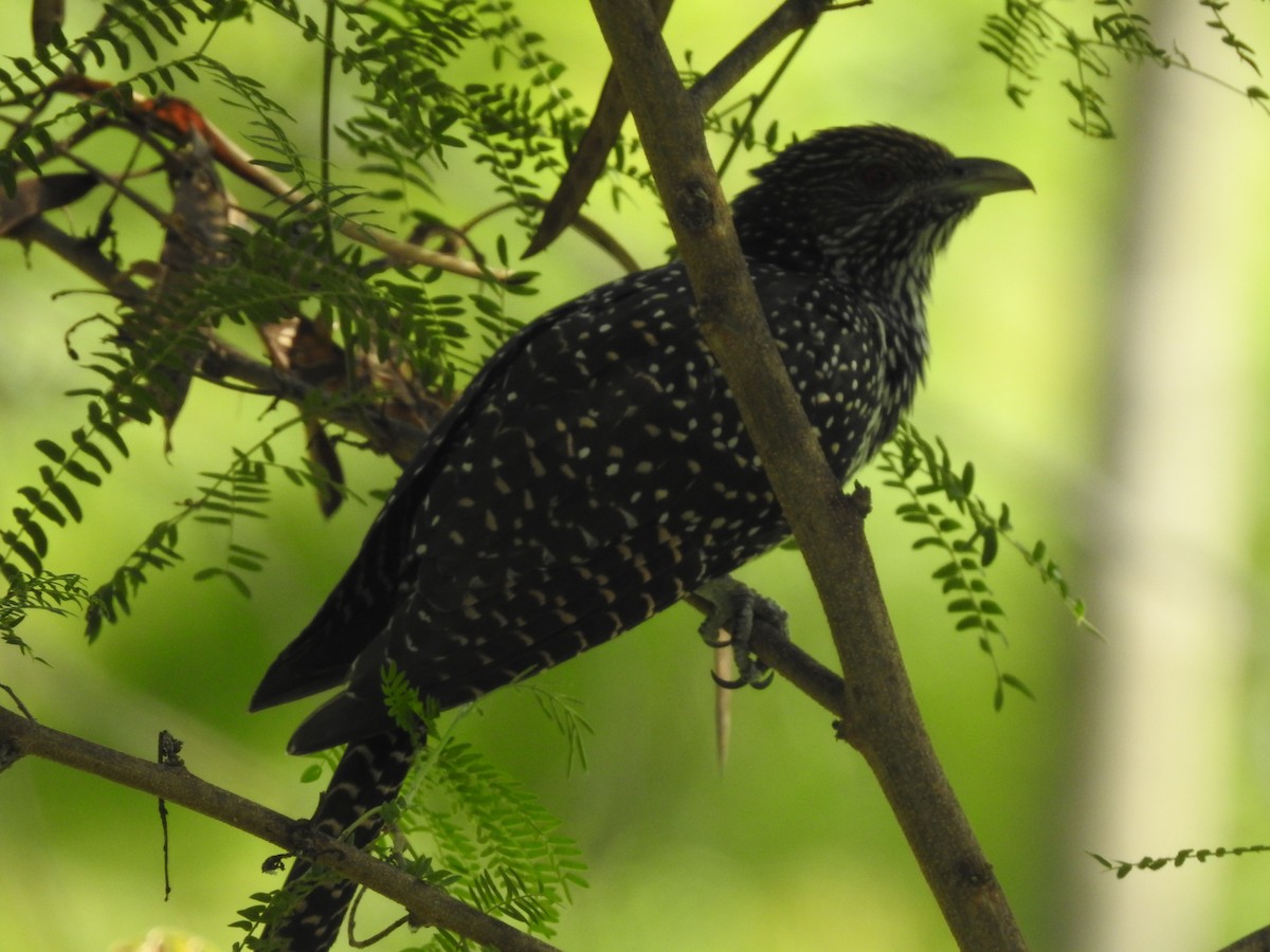 Asian Koel - ML635743749