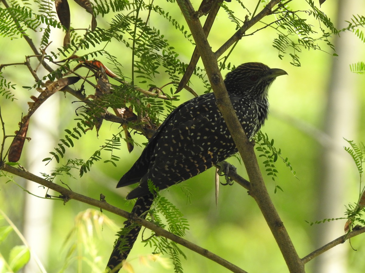 Asian Koel - ML635743750