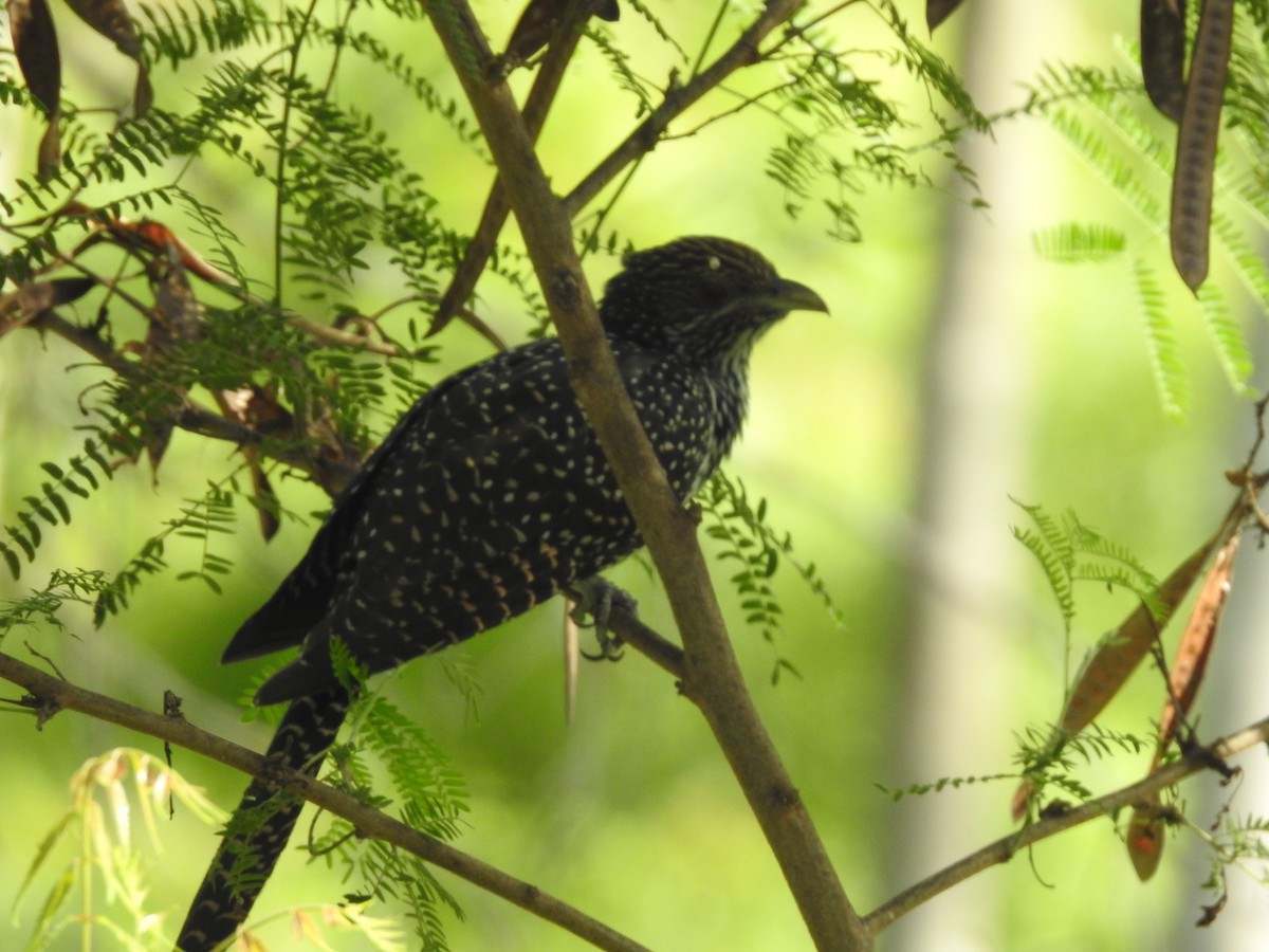 Asian Koel - ML635743751