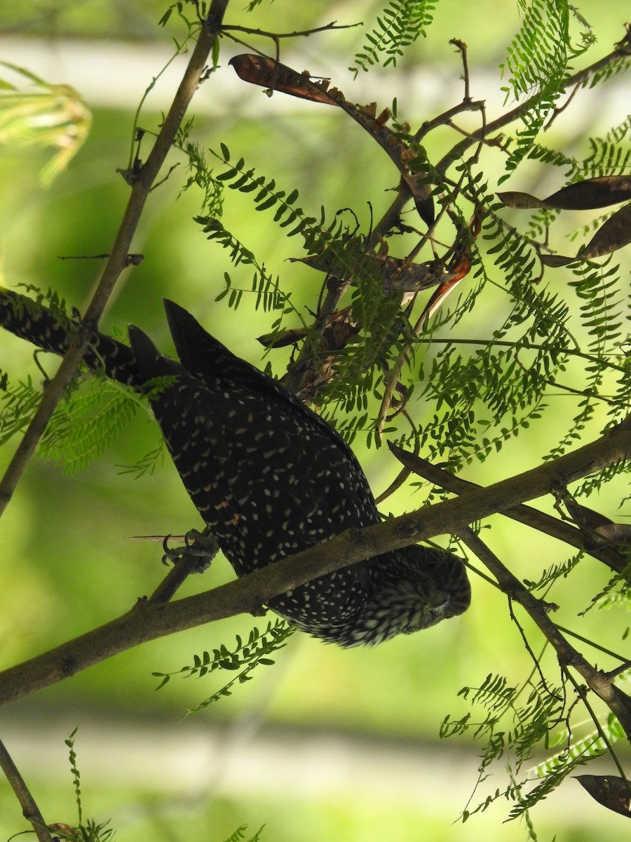 Asian Koel - ML635743752