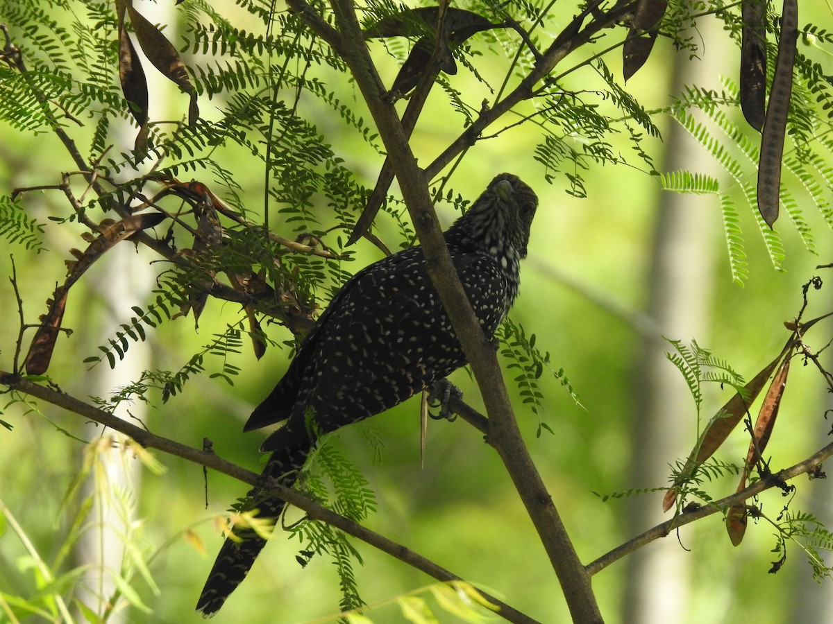 Asian Koel - ML635743767