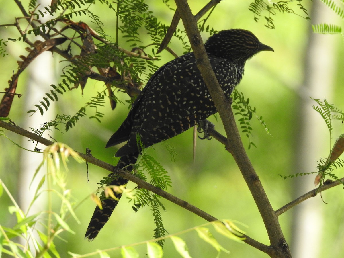 Asian Koel - ML635743768