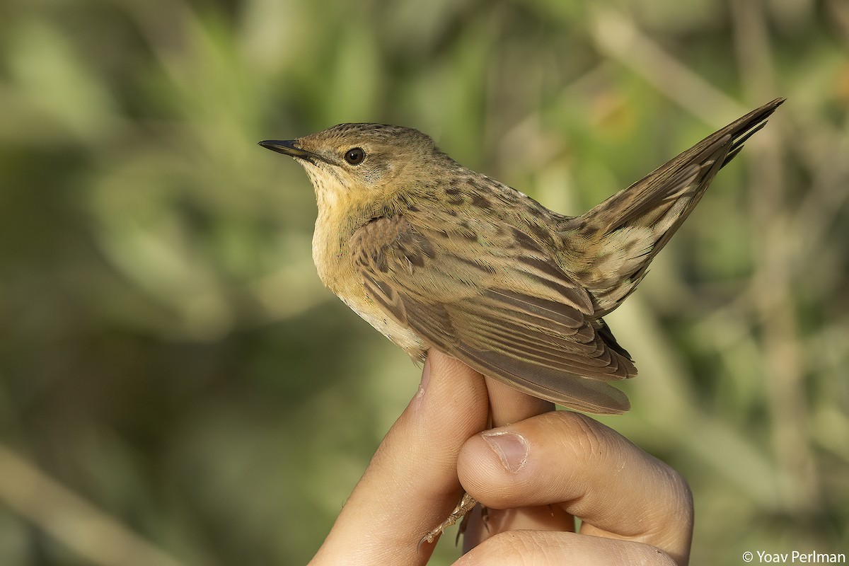 Common Grasshopper Warbler - ML635743944