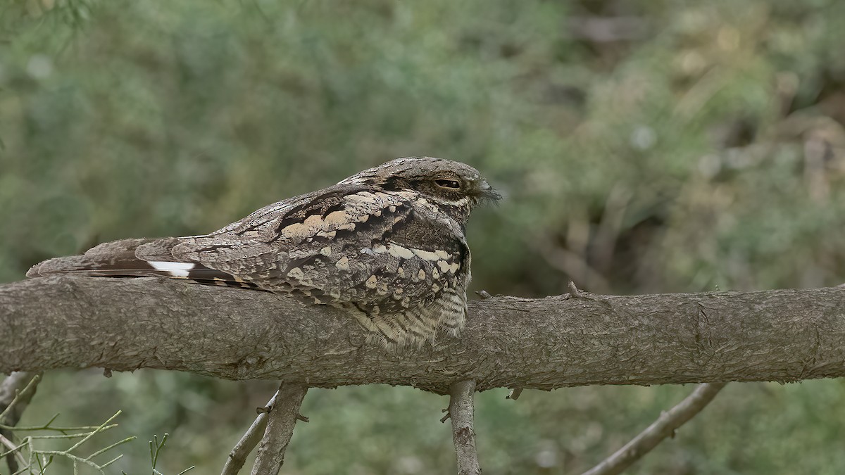 Eurasian Nightjar - ML635743947