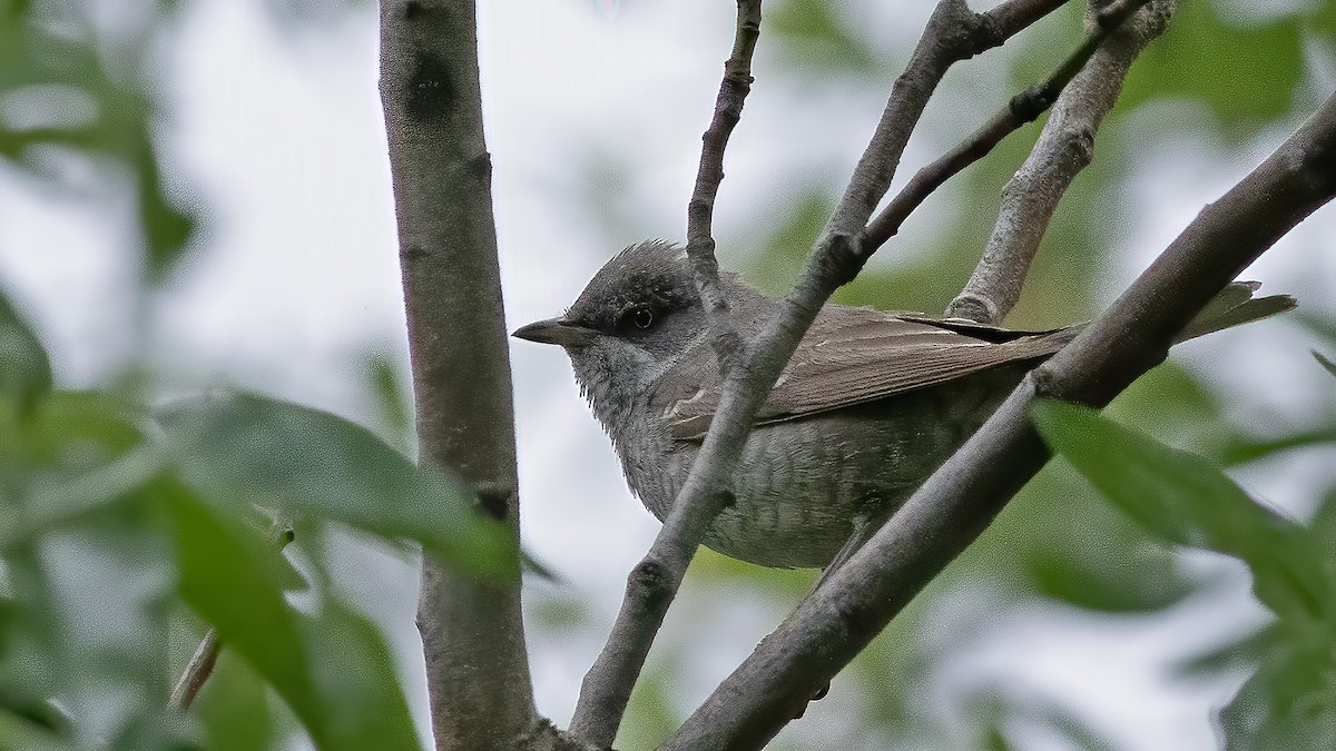Barred Warbler - ML635743951