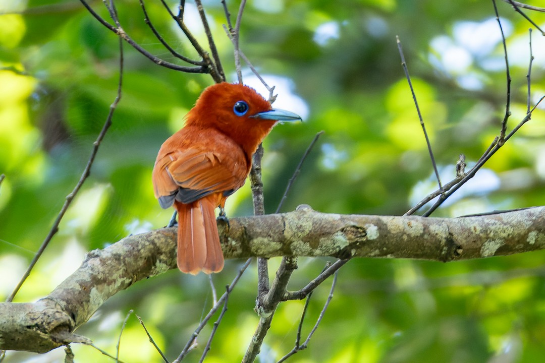 Rufous Paradise-Flycatcher - ML635743969