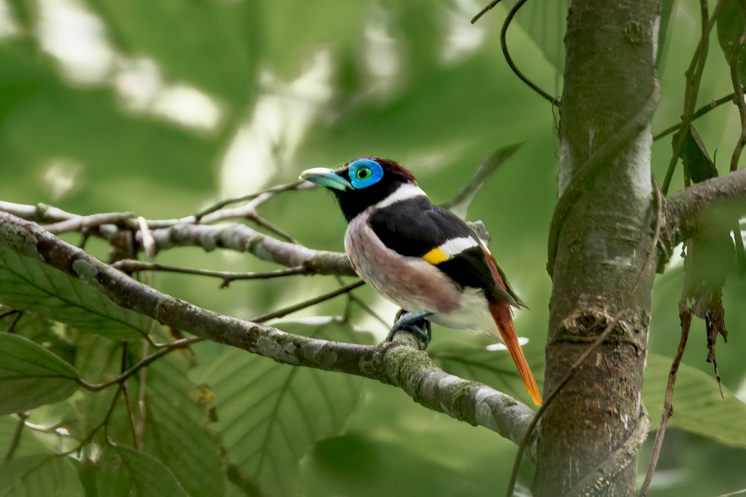Wattled Broadbill - ML635743981