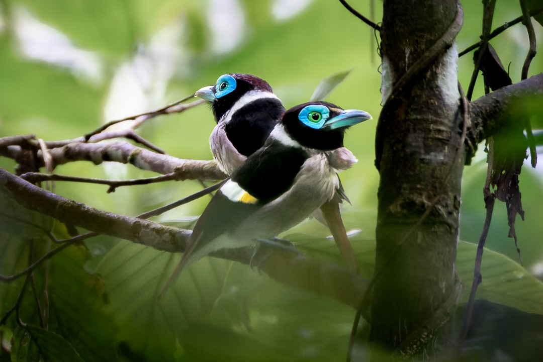 Wattled Broadbill - ML635743982
