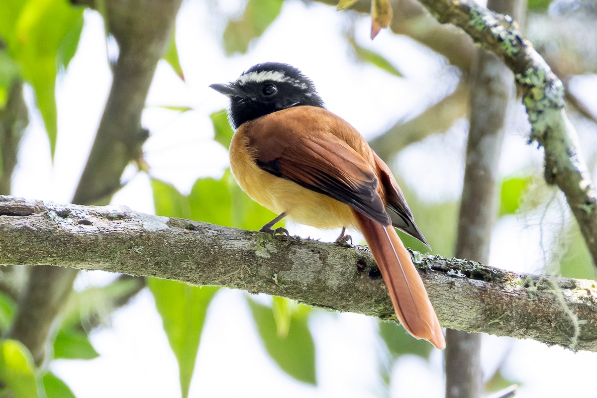 Black-and-cinnamon Fantail - ML635744063