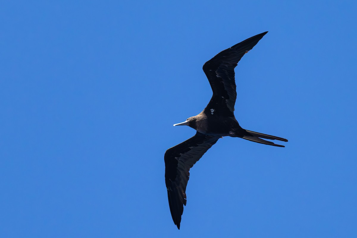 Ascension Frigatebird - ML635744064