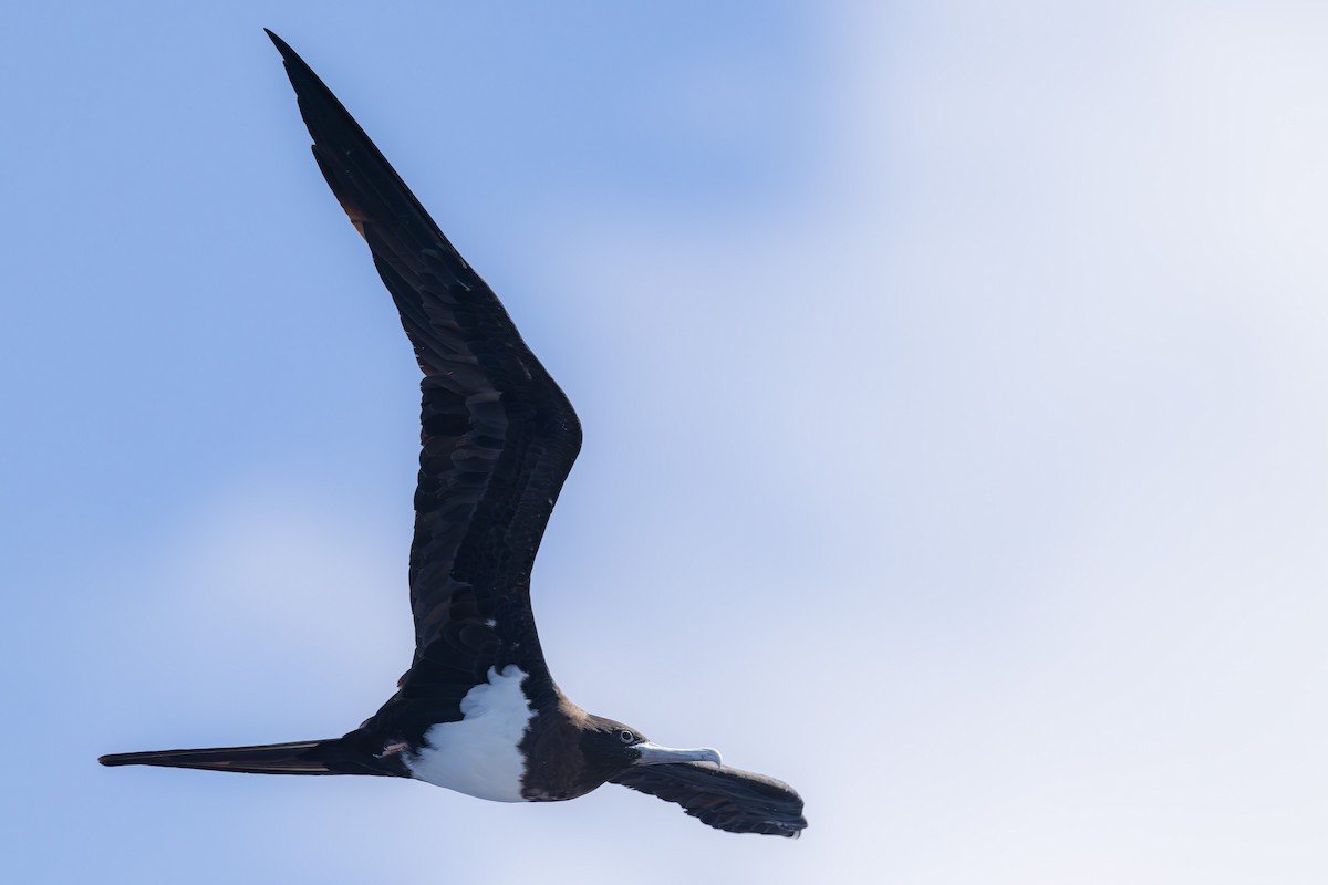 Ascension Frigatebird - ML635744065