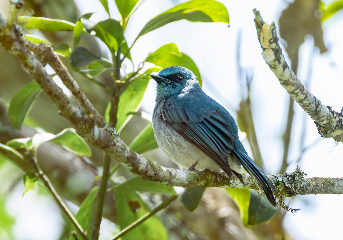 Turquoise Flycatcher - ML635744066