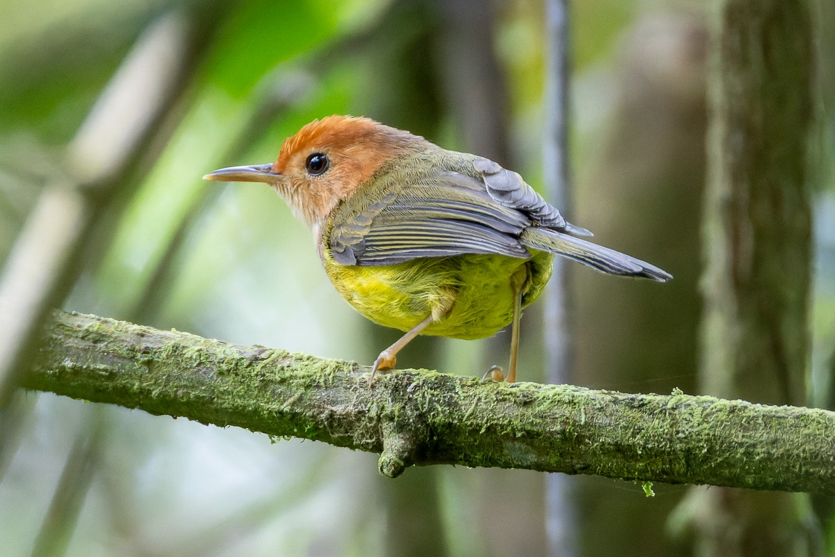 Rufous-headed Tailorbird - ML635744075