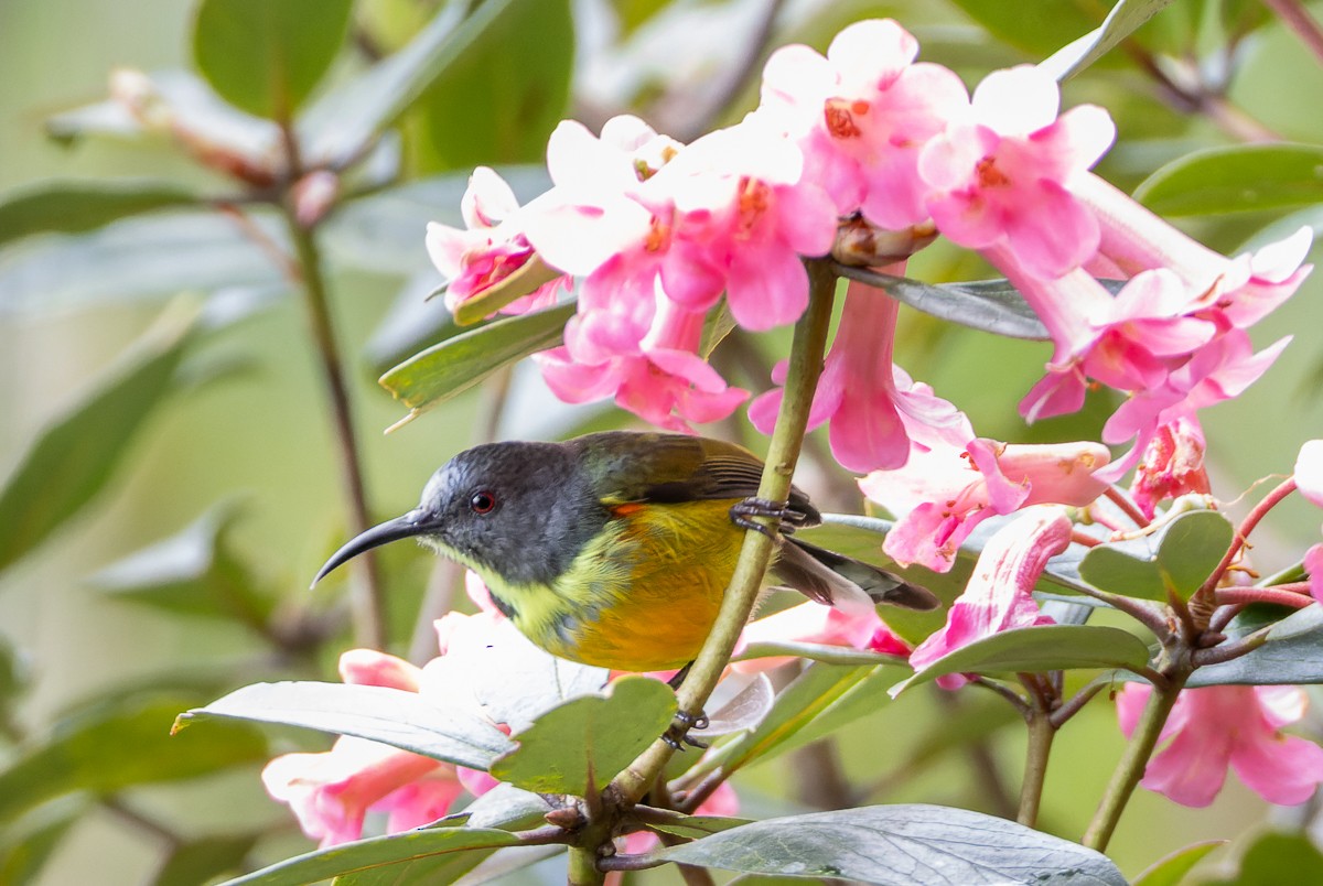 Apo Sunbird - ML635744090