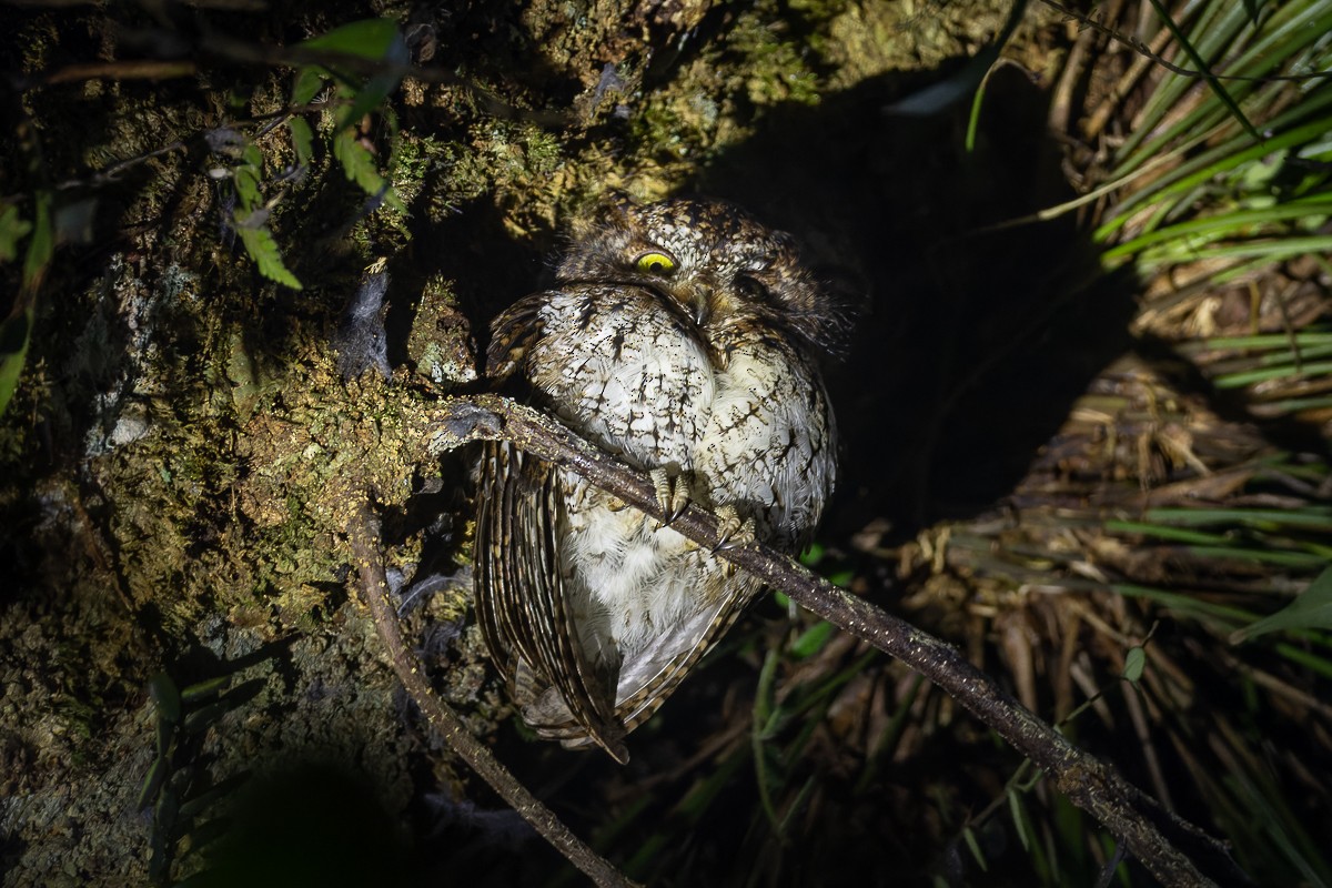 Mindanao Scops-Owl - ML635744102