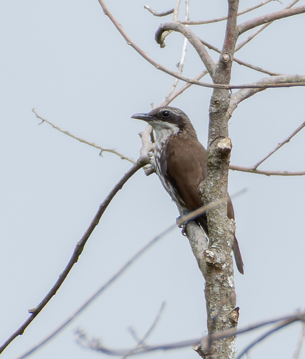 Stripe-breasted Rhabdornis - ML635744119
