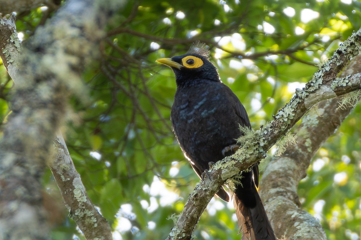 Apo Myna - ML635744121