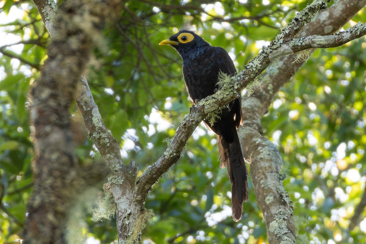 Apo Myna - ML635744122