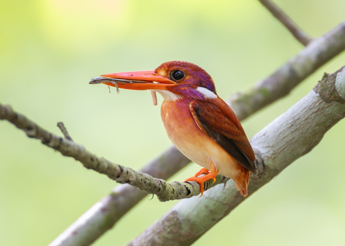 Philippine Dwarf-Kingfisher - ML635744129