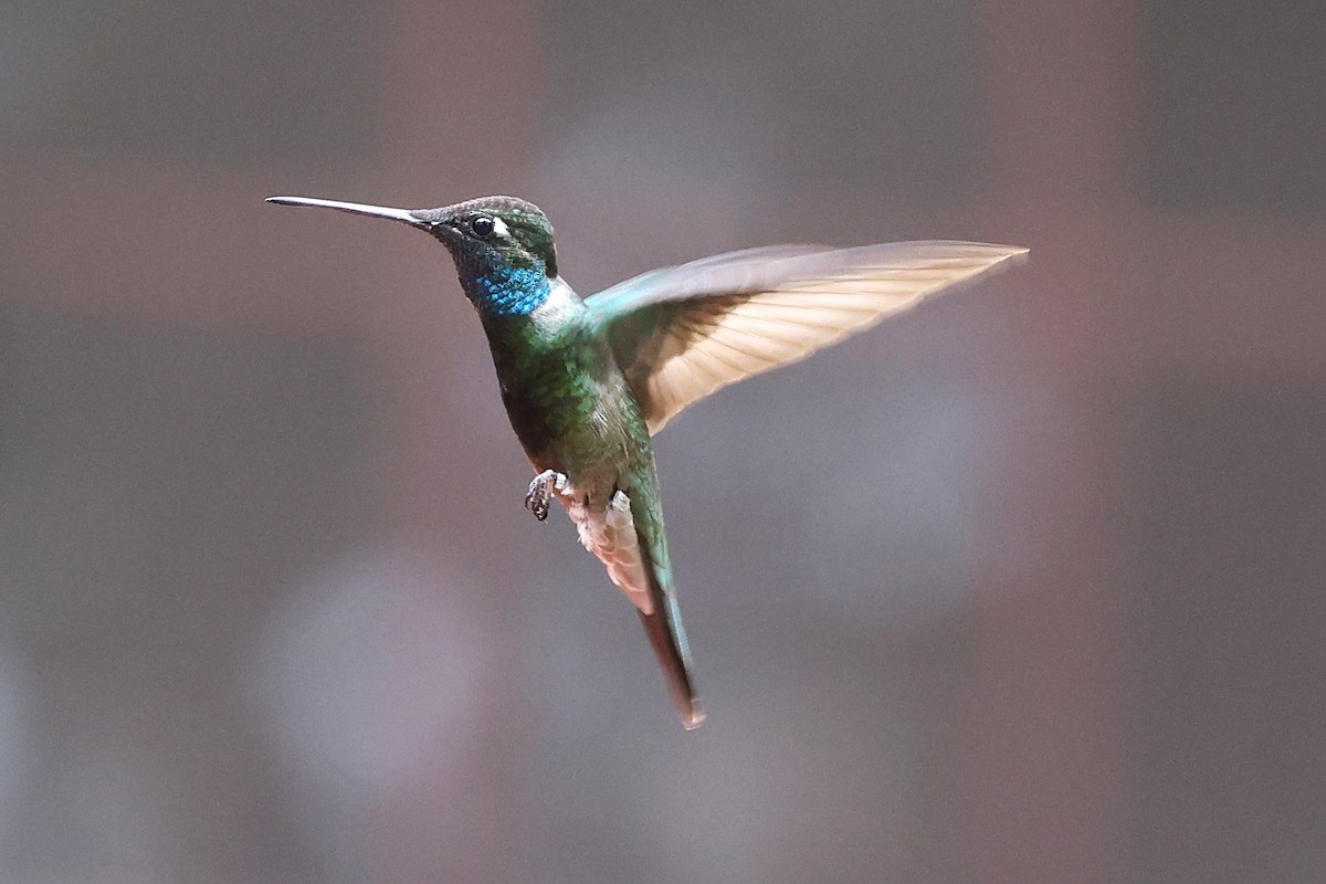 Rivoli's Hummingbird - ML635744137
