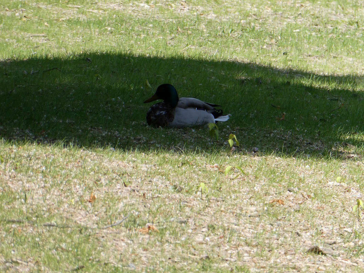 Germano reale - ML635744234