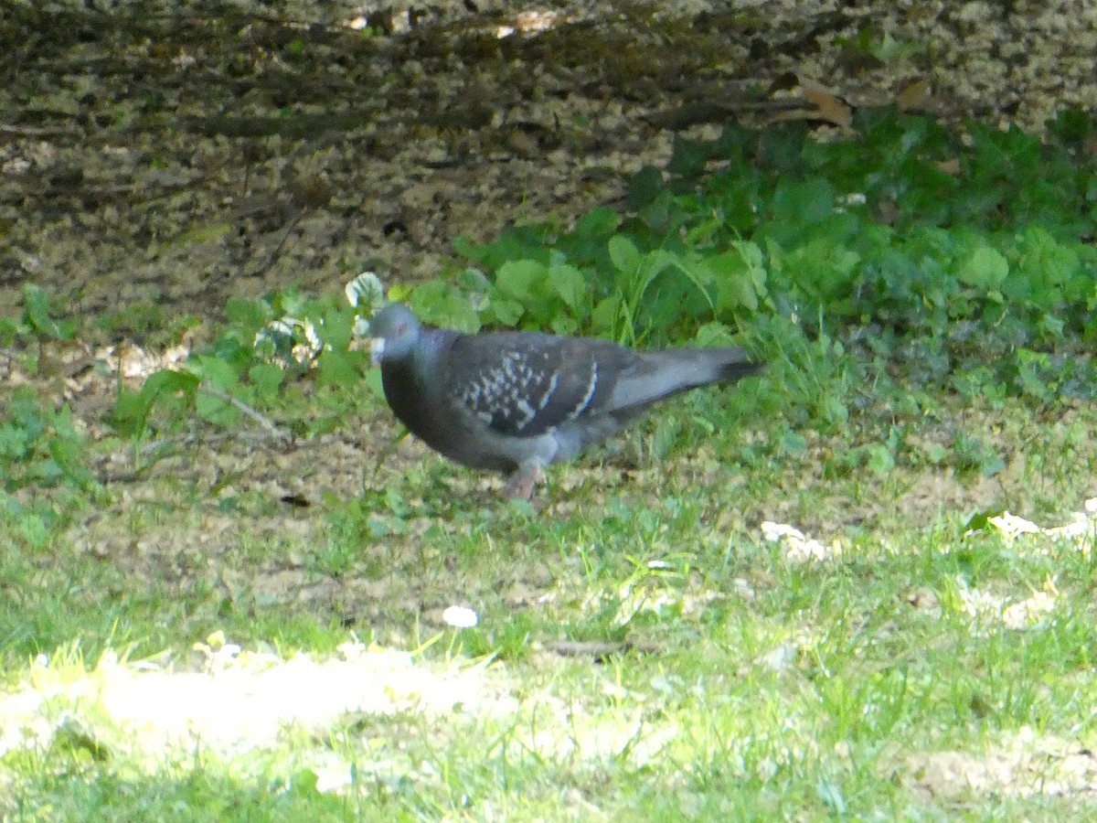 Piccione domestico - ML635744238