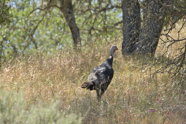 Wild Turkey - ML635744239