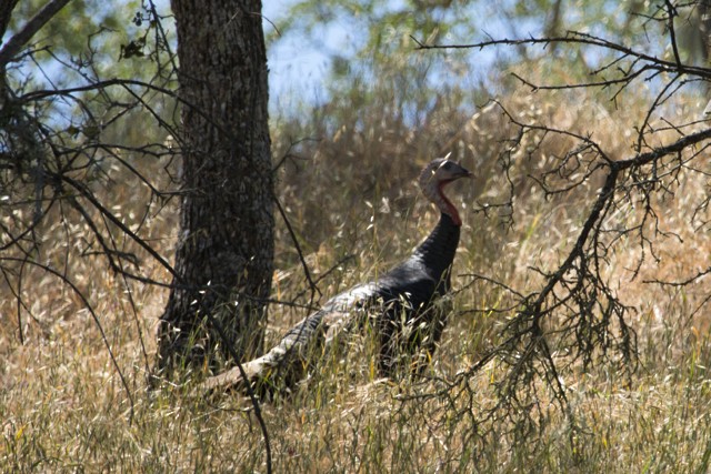 Wild Turkey - ML635744240
