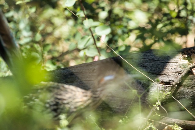 Greater Roadrunner - ML635744247