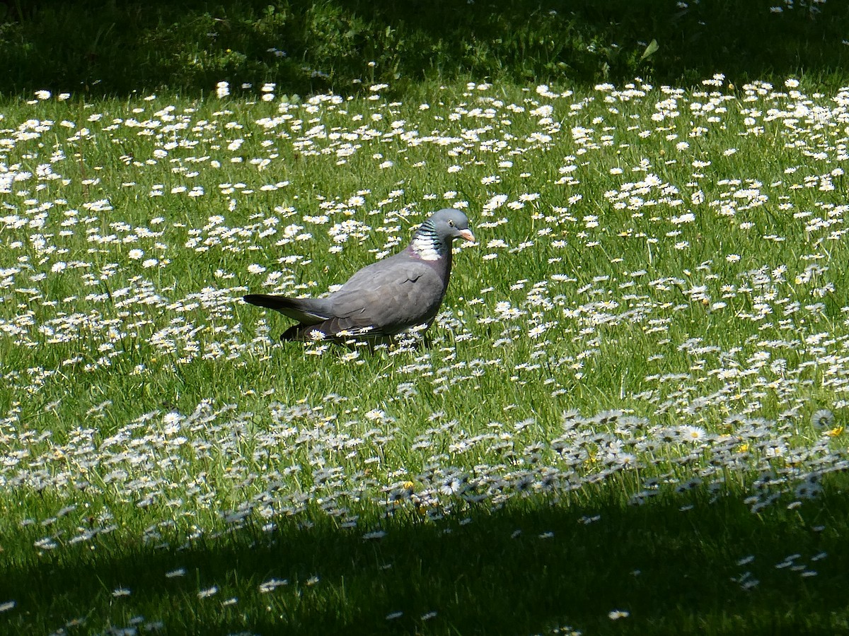 Colombaccio - ML635744248