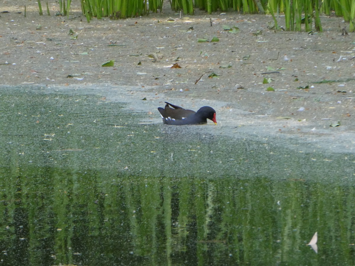 Gallinella d'acqua - ML635744251